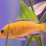 freshwater fish - labidochromis caeruleus - electric yellow cichlid stocking in 50 gallons tank - lab