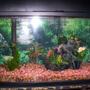 7 gallons freshwater fish tank (mostly fish and non-living decorations) - Bookshelf Freshwater tank