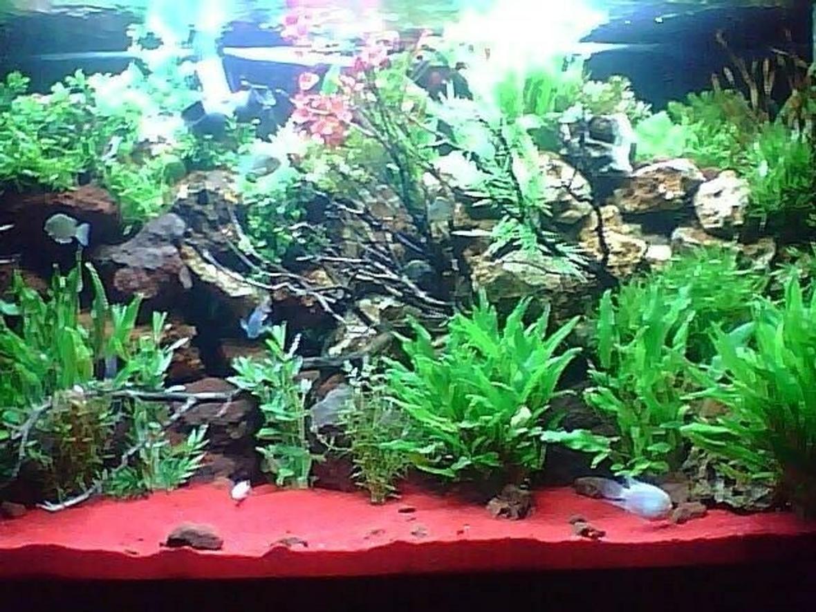 150 gallons planted tank (mostly live plants and fish) - Plants 95% live 5 % plastic various cichlids, red sand,mazanita wood, various porus bulk rock,assorted scavengers