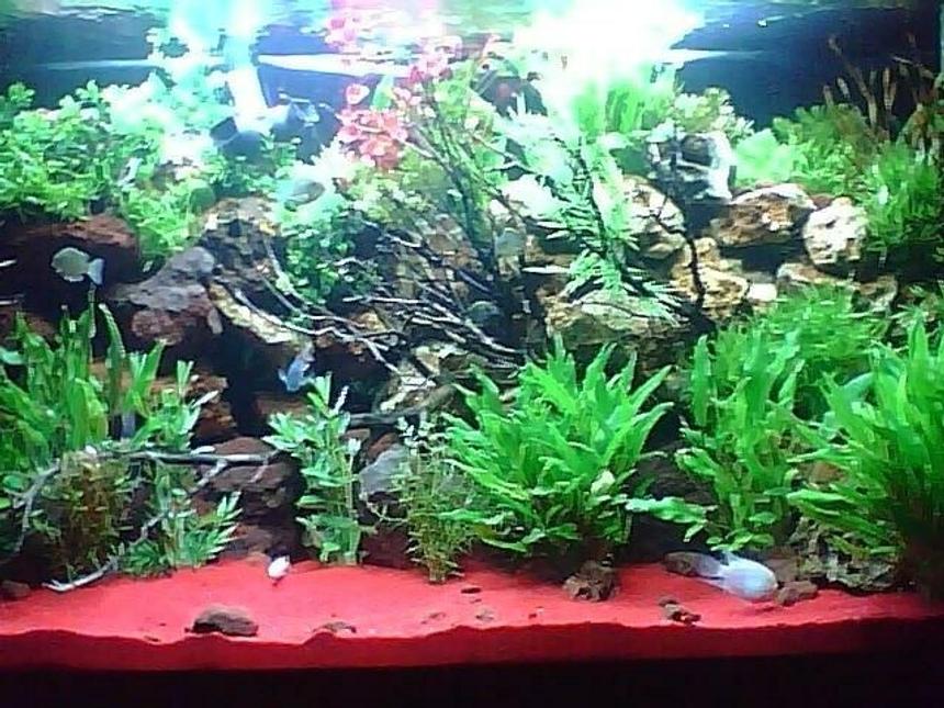 Rated #44: 150 Gallons Planted Tank - Plants 95% live 5 % plastic various cichlids, red sand,mazanita wood, various porus bulk rock,assorted scavengers