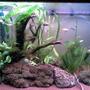 65 gallons freshwater fish tank (mostly fish and non-living decorations) - May 2011. Two months after initial setup. I installed a DIY yeast CO2 reactor 10 days ago.