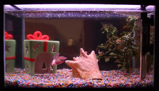 4 gallons freshwater fish tank (mostly fish and non-living decorations) - My very first aquarium. ♥