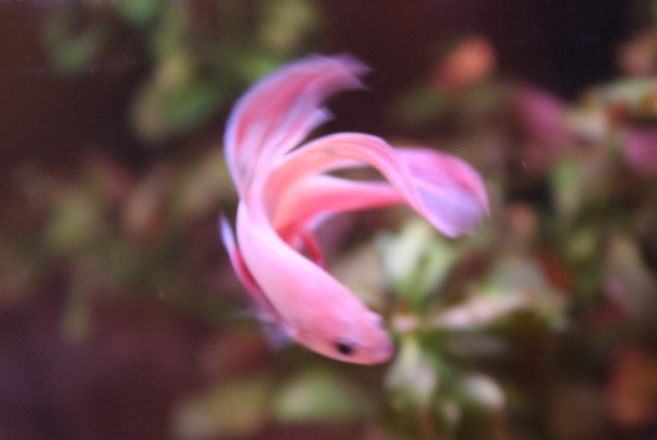 freshwater fish - betta splendens - betta - male stocking in 4 gallons tank - King Coral [K.C.]