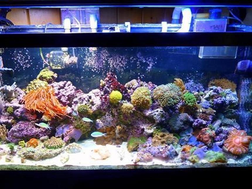 Rated #19: 90 Gallons Reef Tank - 90 gal full view, mixed reef