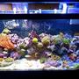 90 gallons reef tank (mostly live coral and fish) - 90 gal full view, mixed reef