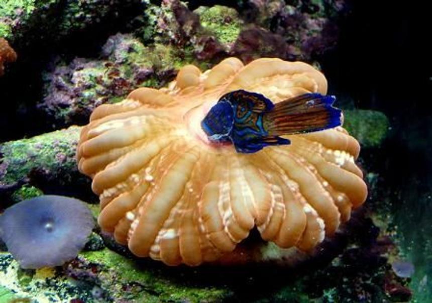 Rated #9: Saltwater Fish - Synchiropus Splendidus - Green Mandarin Stocking In 90 Gallons Tank - Ooops, a Mandarin Snack. Bad Donut!