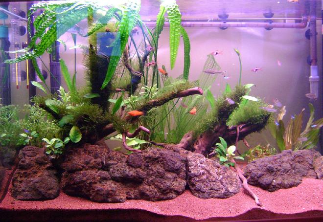 65 gallons planted tank (mostly live plants and fish) - Last pic taken on May 19, 2011