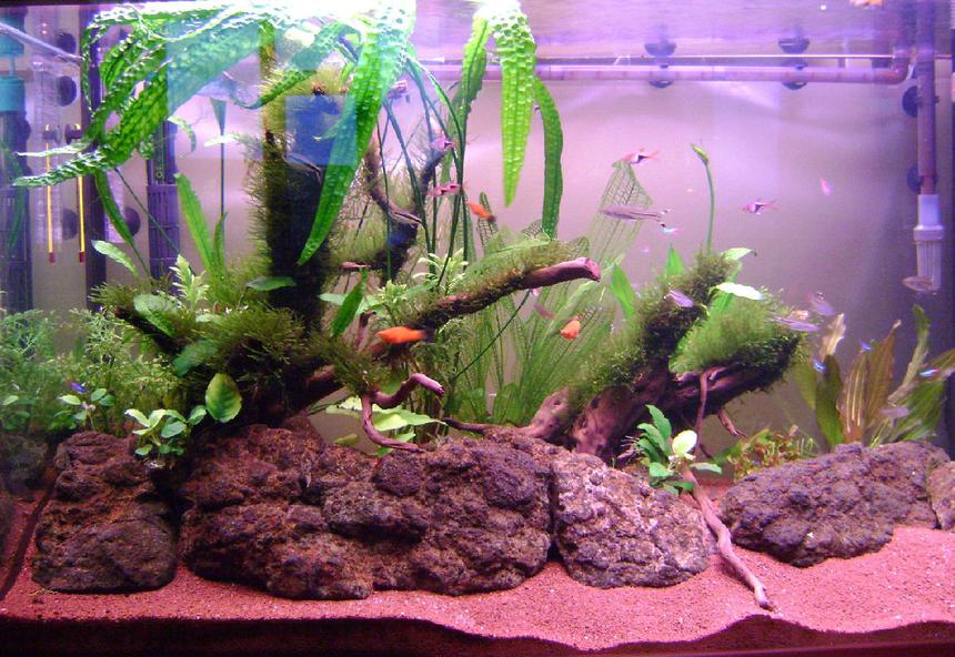 Rated #74: 65 Gallons Planted Tank - Last pic taken on May 19, 2011