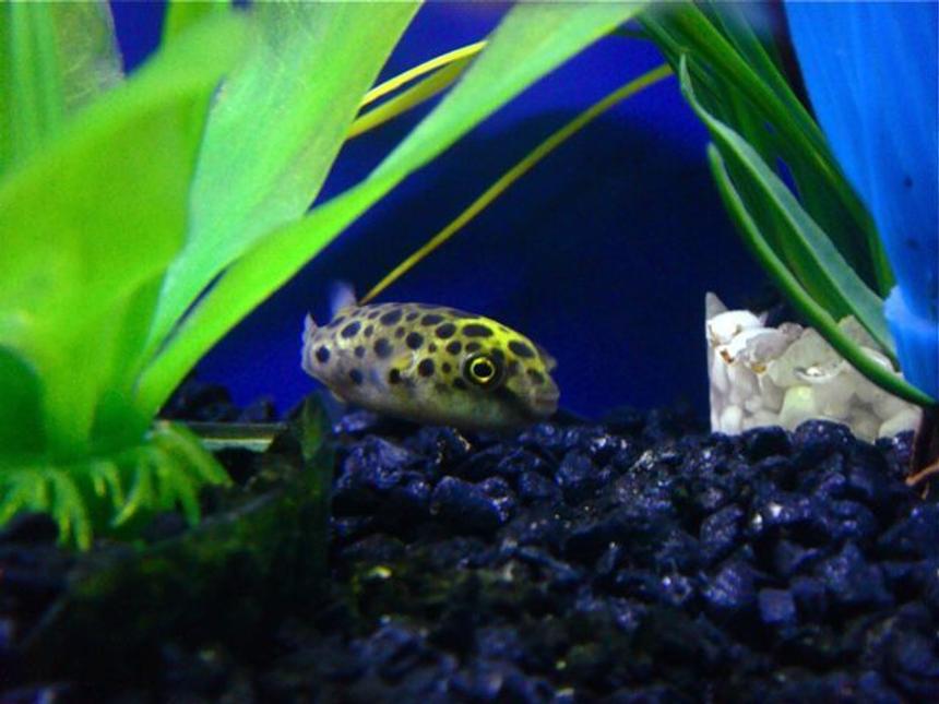 Rated #312: Freshwater Fish - Tetraodon Nigroviridis - Green Spotted Puffer Stocking In 55 Gallons Tank - Green Spotted Puffer Fish