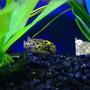 freshwater fish - tetraodon nigroviridis - green spotted puffer stocking in 55 gallons tank - Green Spotted Puffer Fish