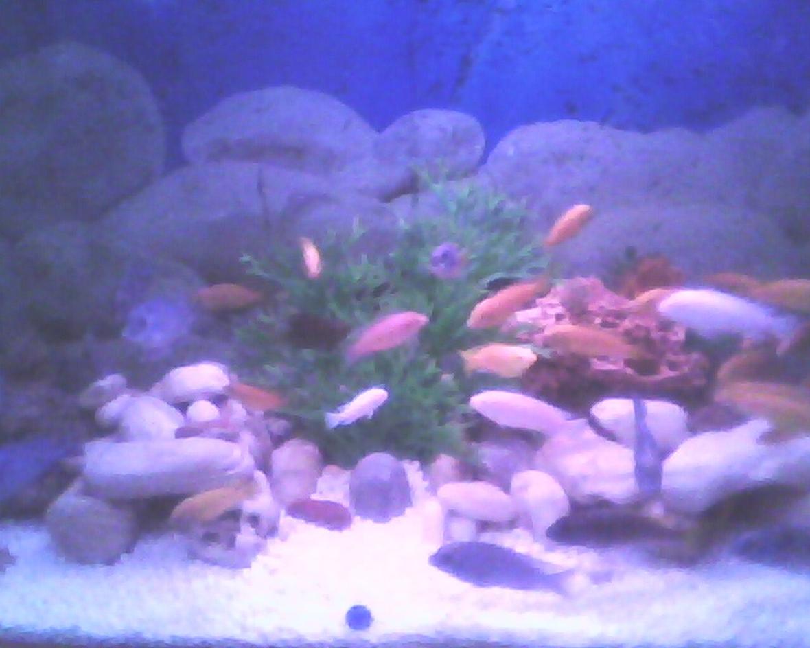 150 gallons freshwater fish tank (mostly fish and non-living decorations) - CHICLED