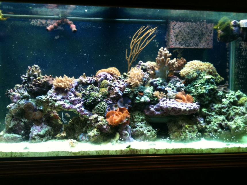 Rated #73: 90 Gallons Reef Tank - 90 gallon reef