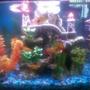 10 gallons freshwater fish tank (mostly fish and non-living decorations) - updated tank set up