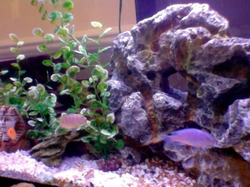 Rated #188: 50 Gallons Freshwater Fish Tank - busy tank