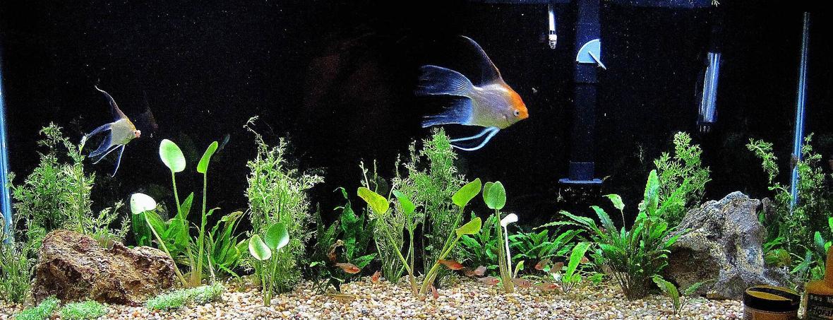 55 gallons planted tank (mostly live plants and fish) - Got plants yestreday, will update picture soon! please leave advice in comments to make tank better