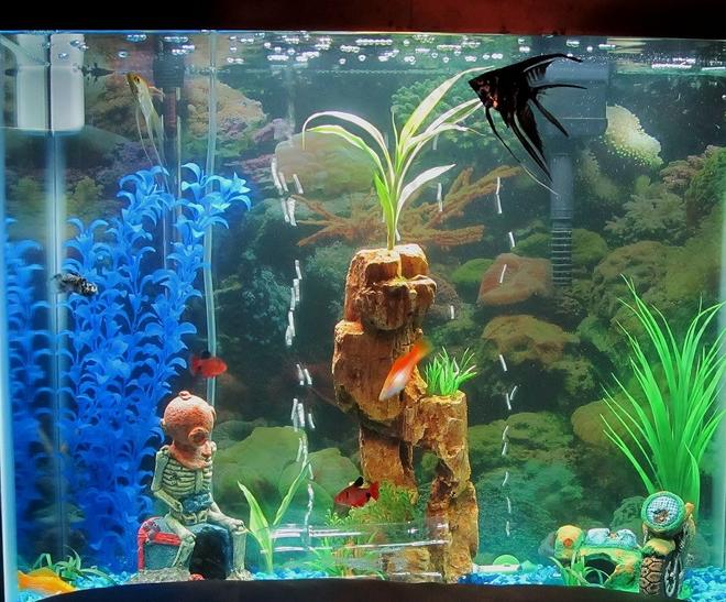 55 gallons freshwater fish tank (mostly fish and non-living decorations) - My 25g Community Tank