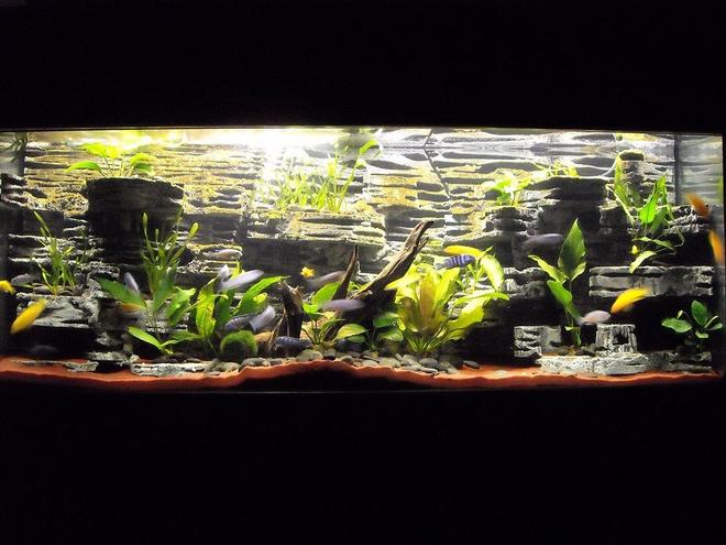55 gallons planted tank (mostly live plants and fish) - My first attempt at several things...A custom made background, live plants, and African cichlids (demasoni,yellow labs, red zebras, and cobalt blues)...Not a single plant lost or even a demasoni lost. Granted I do need a better camera.