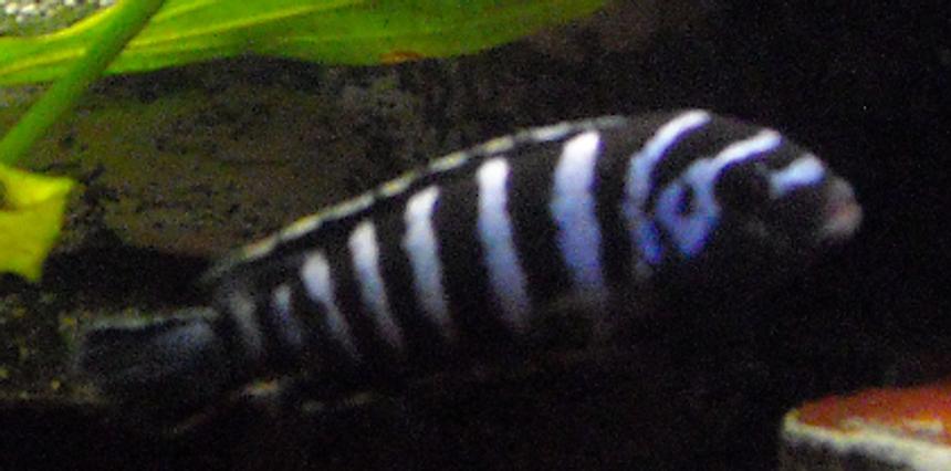 Rated #92: Freshwater Fish - Pseudotropheus Demasoni - Demasoni Cichlid Stocking In 55 Gallons Tank - One of my Demasoni. I call him Bull, being a fan of Night Court, plus he is the biggest male demasoni in the tank.