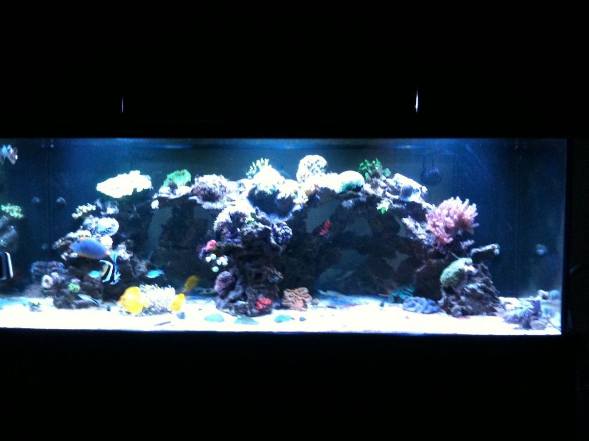 300 gallons reef tank (mostly live coral and fish) - Hamlin Family Reef Tank