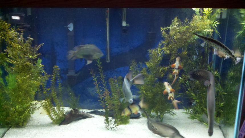 Rated #184: 150 Gallons Freshwater Fish Tank - This is my 150 gallon freshwater aquarium.