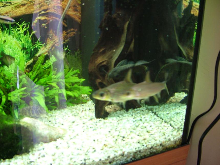 Rated #107: Freshwater Fish - Balantiocheilus Melanopterus - Bala Shark Stocking In 180 Gallons Tank - my 2 of 3 sliver sharks