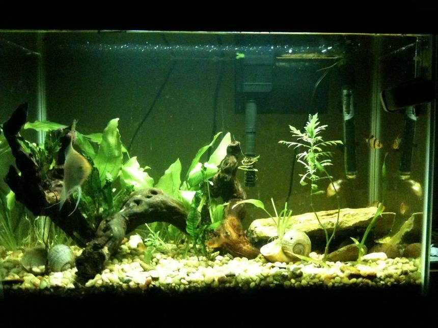Rated #136: 29 Gallons Planted Tank - It's my 29 gallon tank.