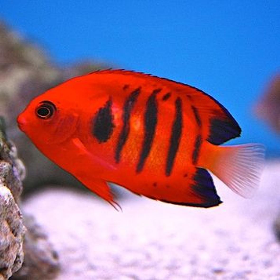 saltwater fish - centropyge loriculus - flame angelfish stocking in 90 gallons tank - my flame angel