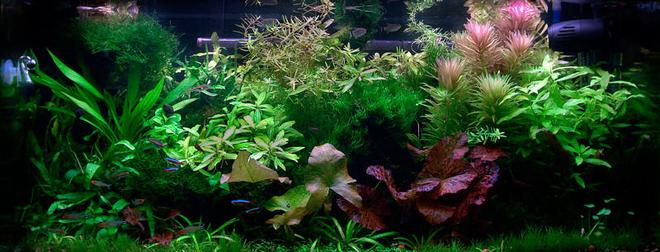 40 gallons planted tank (mostly live plants and fish) - 40 gallon Planted Tank