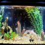 20 gallons freshwater fish tank (mostly fish and non-living decorations) - My Tropical Aquarium