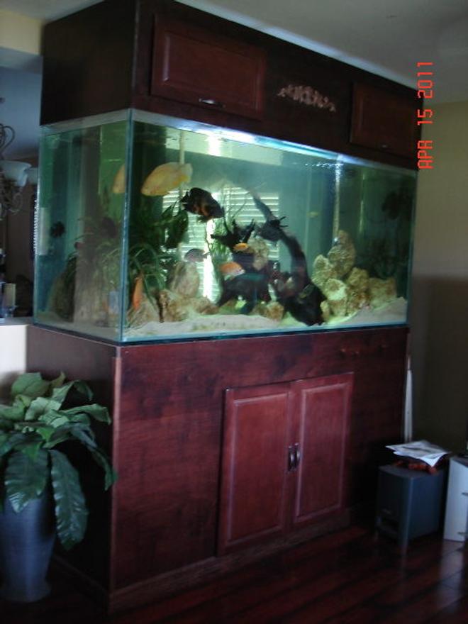 350 gallons freshwater fish tank (mostly fish and non-living decorations) - 350 gallon cichlid tank with 30+ cichlids from fry to 10 inches