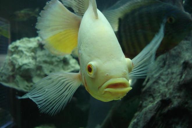 freshwater fish - astronotus ocellatus - albino oscar stocking in 350 gallons tank - Bob my 10 inch albino long finned Oscar, you can see how long his side fins are and his tail is extremely long!