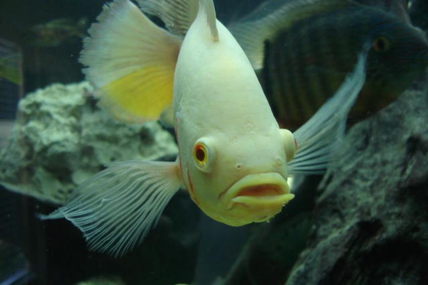 Rated #17: Freshwater Fish - Astronotus Ocellatus - Albino Oscar Stocking In 350 Gallons Tank - Bob my 10 inch albino long finned Oscar, you can see how long his side fins are and his tail is extremely long!