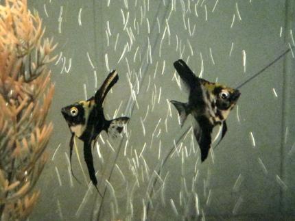 freshwater fish - pterophyllum sp. - koi angel stocking in 20 gallons tank - Bugsy & Scar...My Little Angels :)
