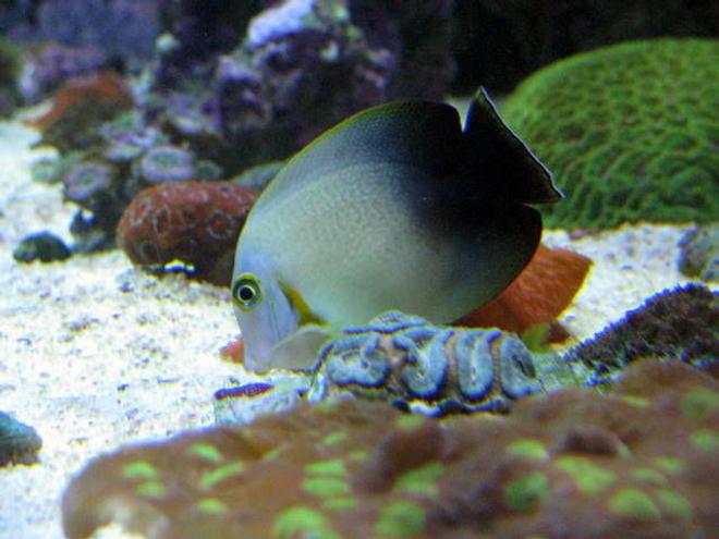 saltwater fish - acanthurus chronixis - mimic half black tang stocking in 28 gallons tank - halfblack mimic tang