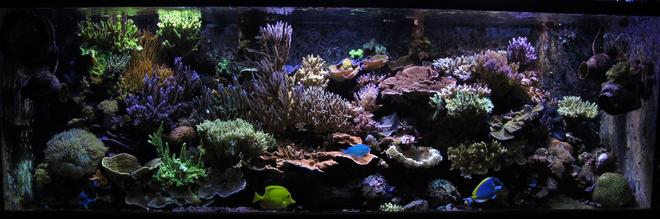 180 gallons reef tank (mostly live coral and fish) - 180 Gallon Las Vegas Reef Tank