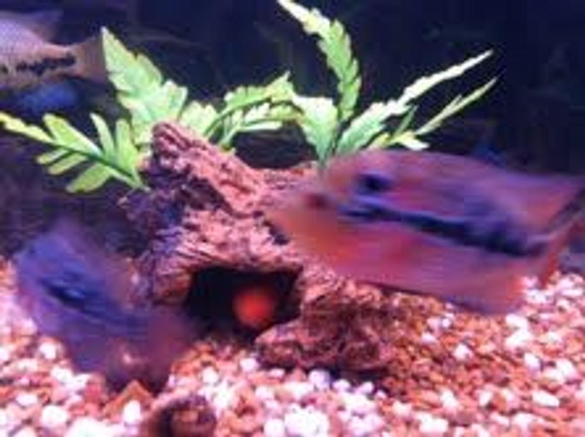 freshwater fish - nandopsis salvini - salvini cichlid stocking in 55 gallons tank - So Fresh and So Clean..