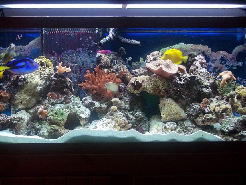 Rated #39: 75 Gallons Reef Tank - tank 3.5 months old