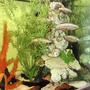fish tank picture - Clowns tower! clowns unfortunately are camera shy