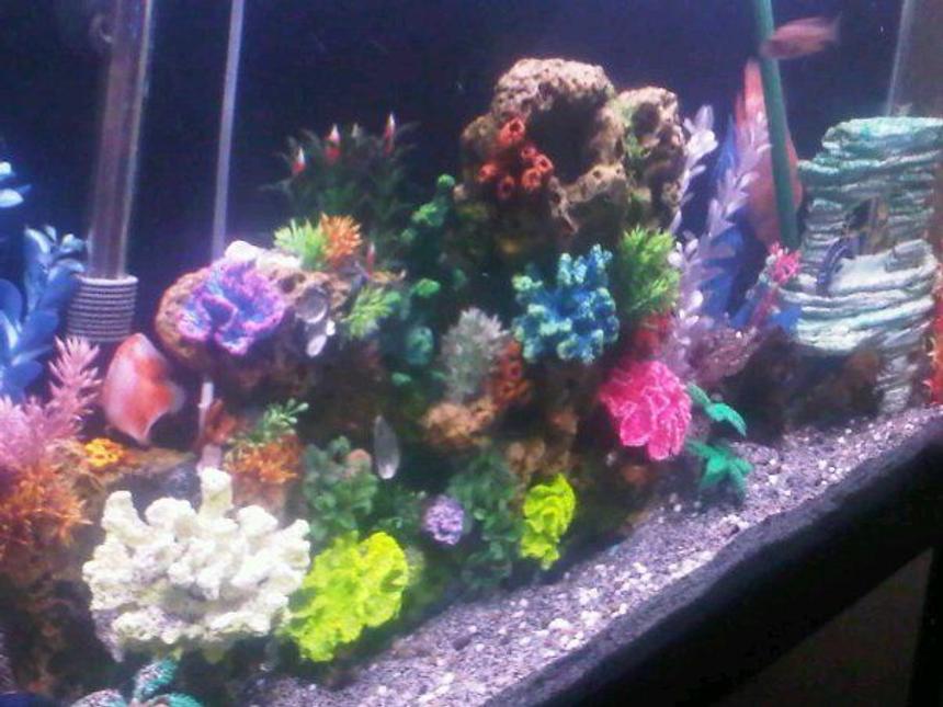 Rated #238: 60 Gallons Freshwater Fish Tank - Chiclid tank. Dead and fake coral ran by emperor and ehemi pro 2