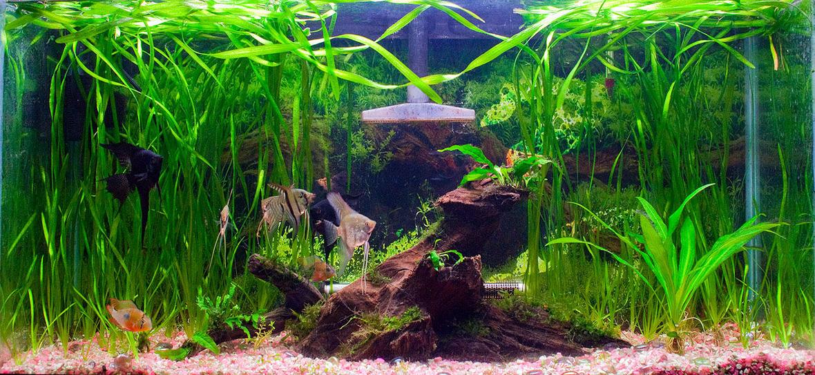 33 gallons planted tank (mostly live plants and fish) - angels, bolivian rams, otos, clown pleco, driftwood and various plants