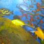 fish tank picture - fishes eating