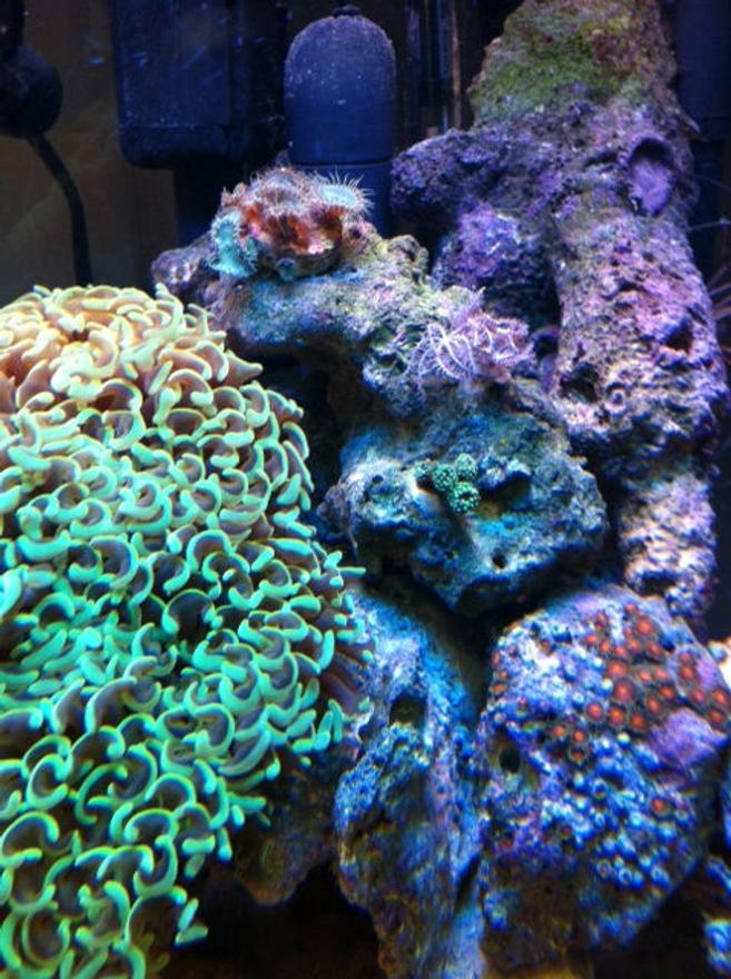 corals inverts - euphyllia ancora - hammer / anchor coral stocking in 56 gallons tank - Misc.