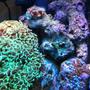 corals inverts - euphyllia ancora - hammer / anchor coral stocking in 56 gallons tank - Misc.
