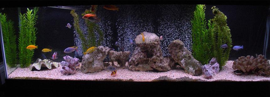 Rated #14: 125 Gallons Freshwater Fish Tank - My 125g African Cichlid (and some others)