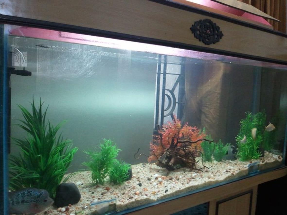 85 gallons freshwater fish tank (mostly fish and non-living decorations) - My 5ft Freshwater Tank (85 Gallon)