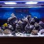 150 gallons reef tank (mostly live coral and fish) - My 150g Mixed Reef