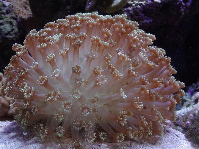 corals inverts - goniopora sp. - flower pot coral stocking in 150 gallons tank - Gonipora Sp