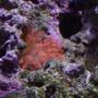 corals inverts - entacmaea quadricolor - rose bulb anemone stocking in 150 gallons tank - Bubble tip anemone