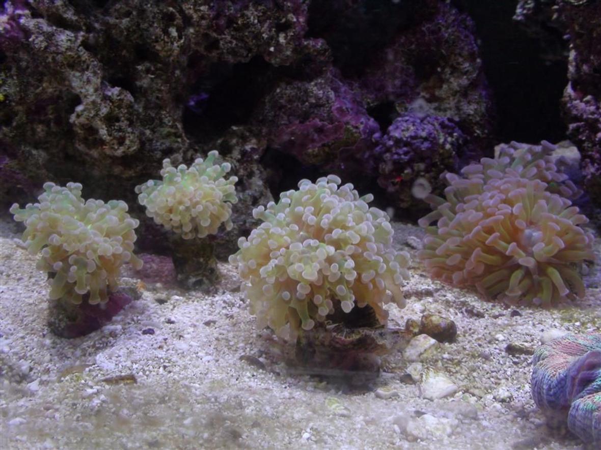 corals inverts - euphyllia paradivisa - frogspawn coral - branched stocking in 150 gallons tank - Frogspawn coral colony