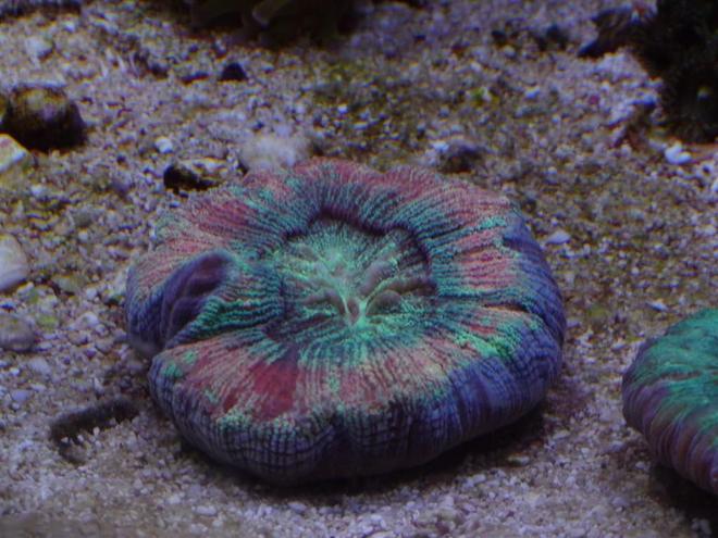 corals inverts - acanthophyllia deshayesiana - doughnut coral stocking in 150 gallons tank - Doughnut coral